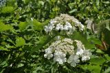 Viburnum sargentii