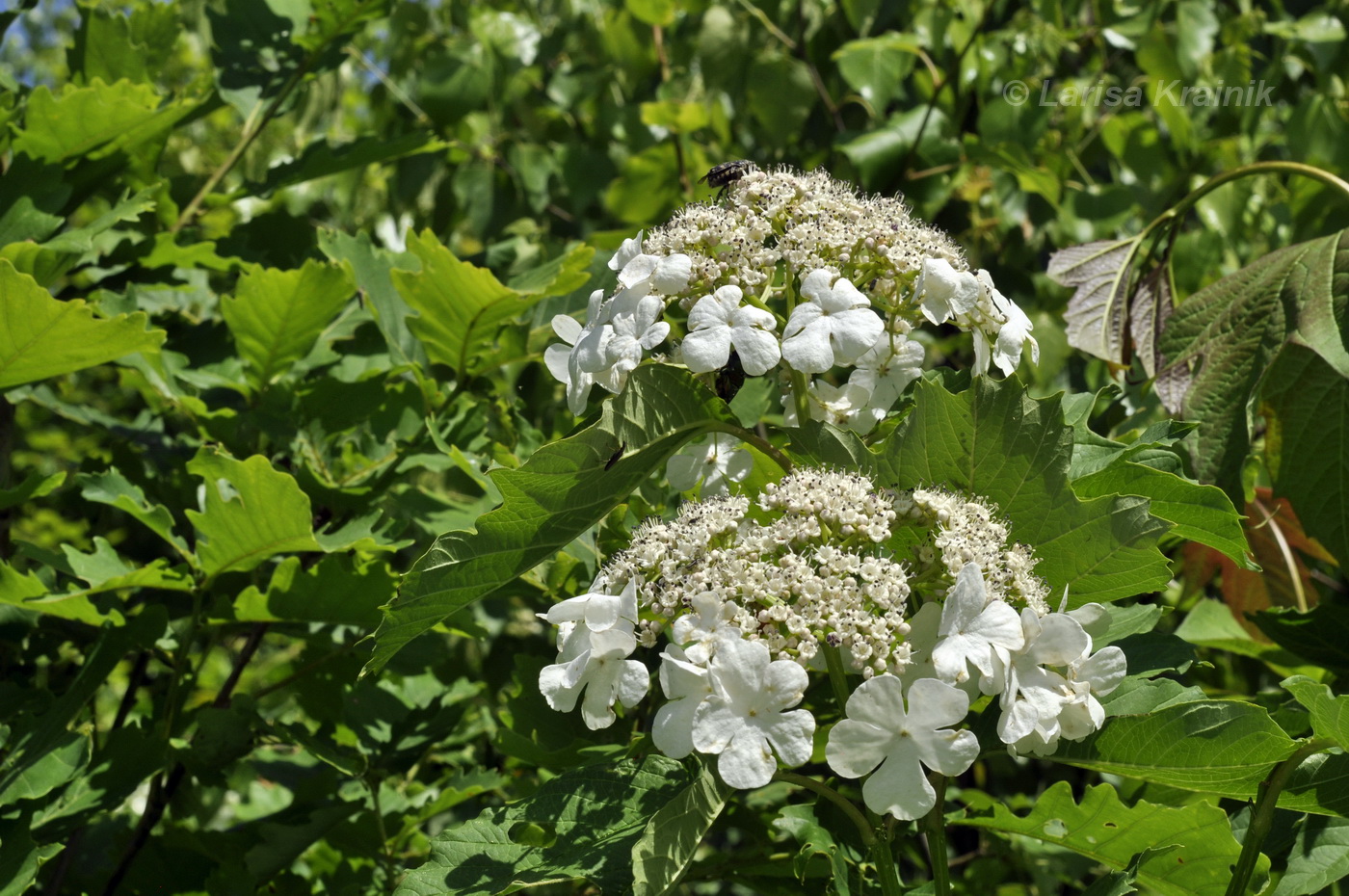 Изображение особи Viburnum sargentii.