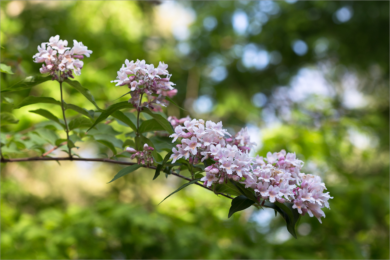 Изображение особи Kolkwitzia amabilis.