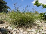 Carex halleriana. Цветущее растение. Краснодарский край, м/о Анапа, окр. пос. Бол. Утриш, гора Солдатская, можжевеловое редколесье, щебнистая россыпь. 09.05.2022.