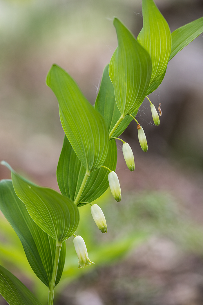 Image of Polygonatum odoratum specimen.