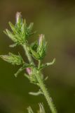 Image of taxon representative. Author is Илья Михеев