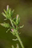 Campanula praealta