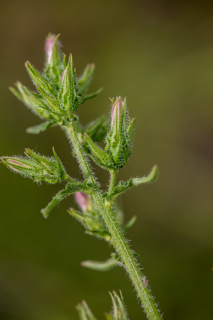 Image of Campanula praealta specimen.
