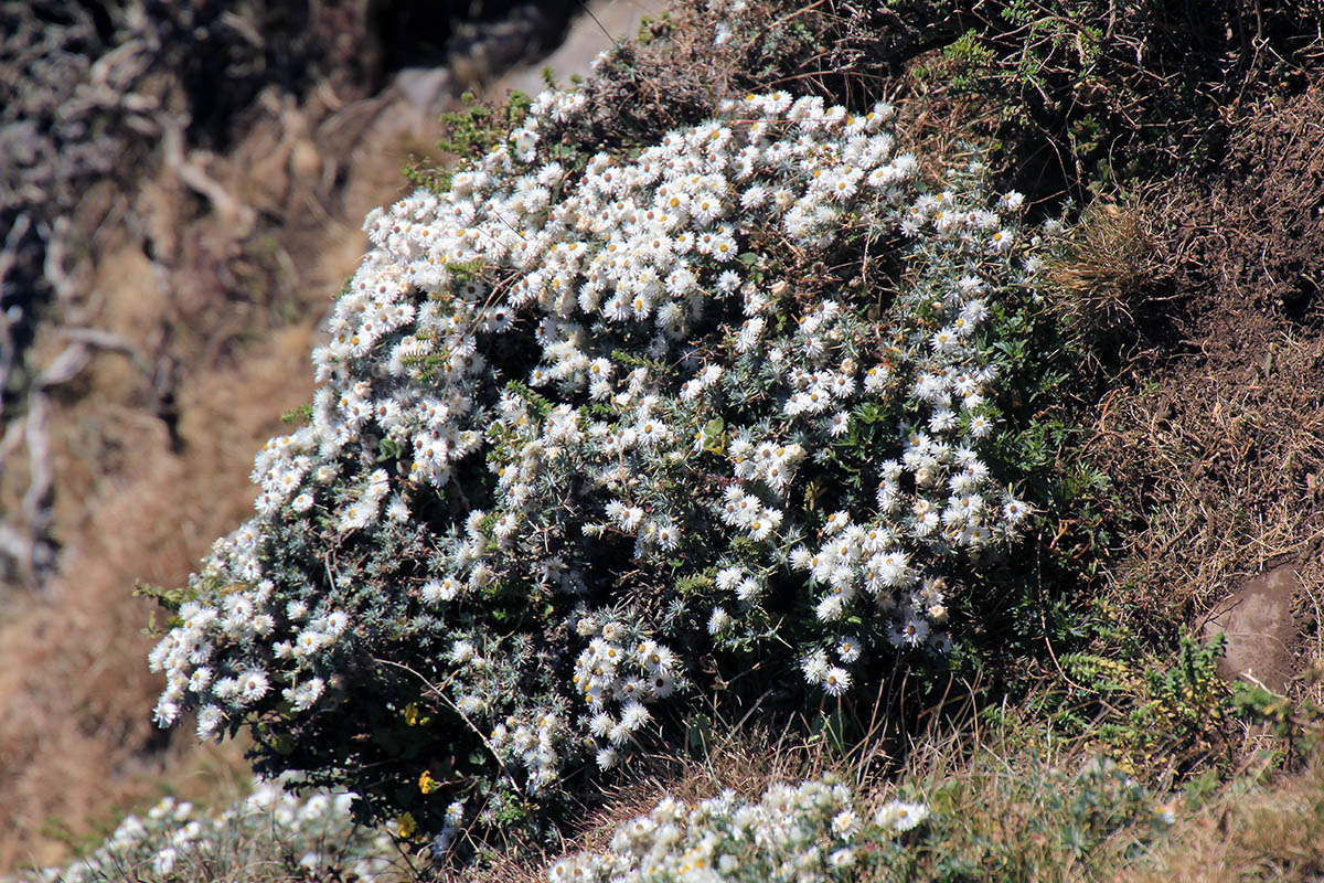 Image of familia Asteraceae specimen.