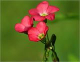 Oxalis tetraphylla