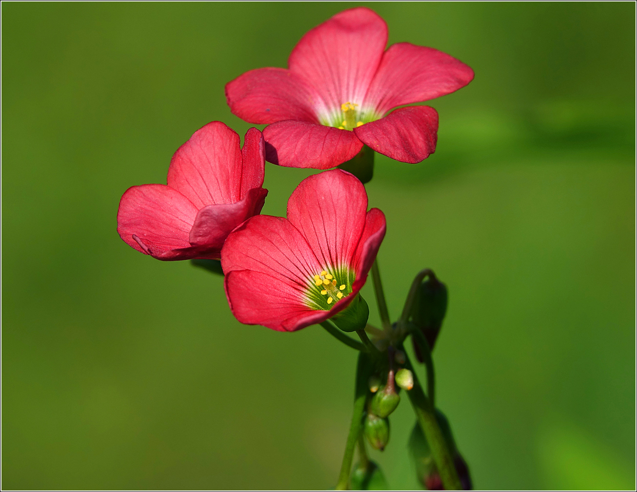 Изображение особи Oxalis tetraphylla.