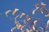 Tilia platyphyllos