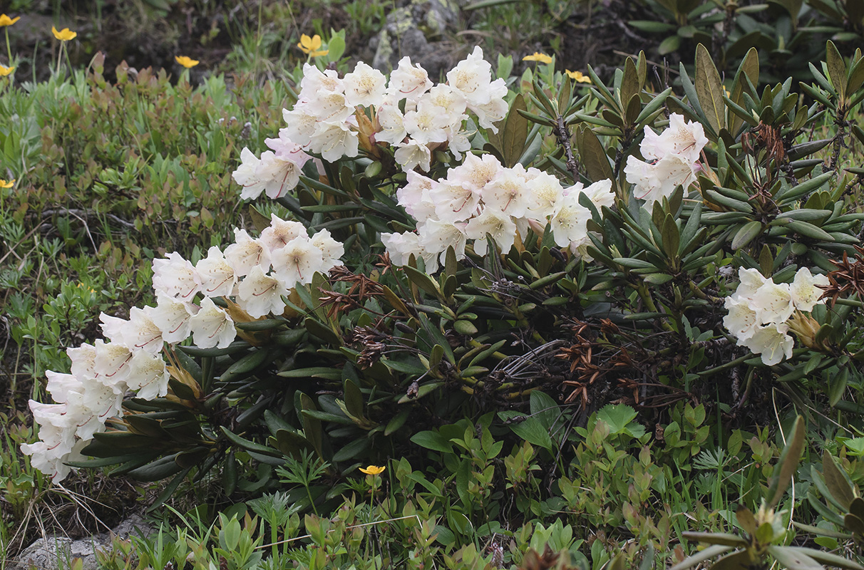 Image of Rhododendron caucasicum specimen.