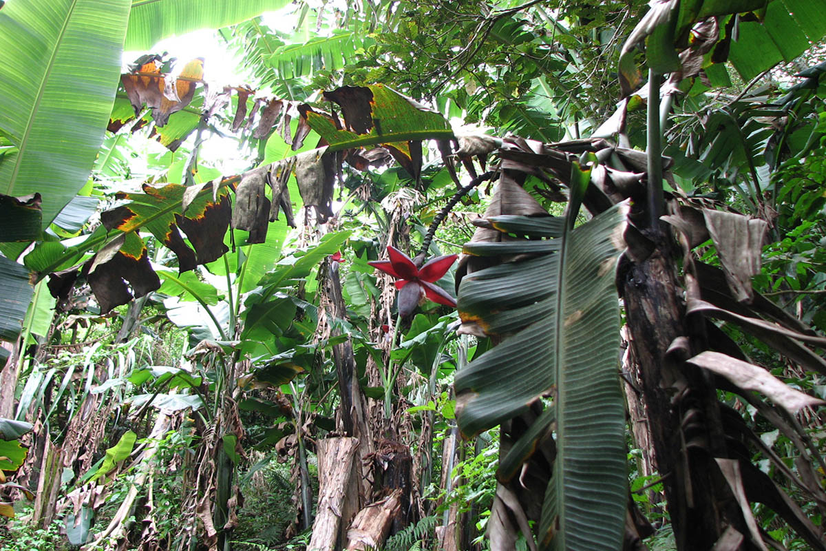 Image of genus Musa specimen.
