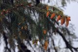 Picea smithiana