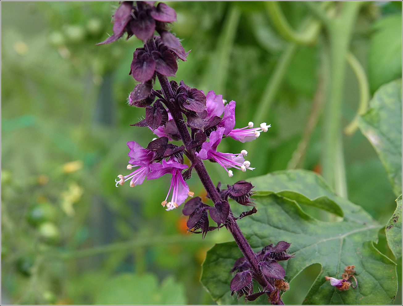 Изображение особи Ocimum basilicum.