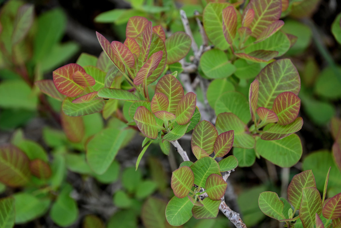 Изображение особи Cotinus coggygria.