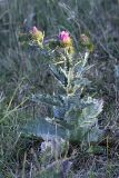 Onopordum acanthium. Цветущее растение. Южный Казахстан, Таласский Алатау, подгорная степь, сай Унгур. 11.07.2010.
