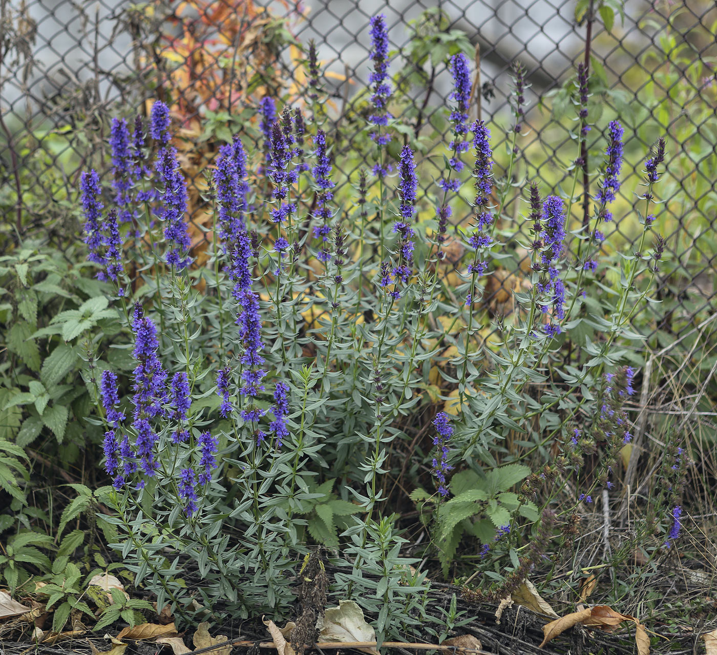 Изображение особи Hyssopus officinalis.