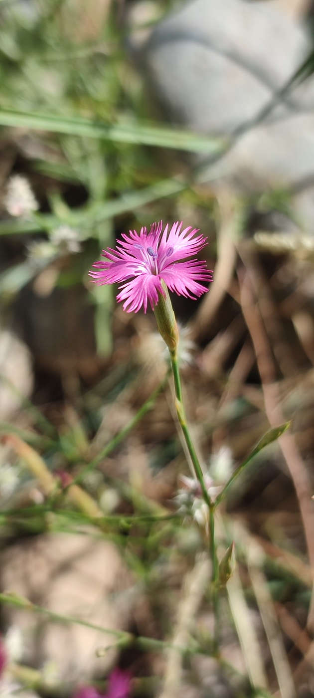 Image of Dianthus ugamicus specimen.