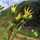 Cousinia pentacanthoides. Верхушки побегов с соцветиями. Узбекистан, Ташкентская обл., южный склон Чаткальского хребта, бассейн р. Ахангаран, ур. Каттасай, выше турбазы \"Янгиабад\", ≈ 1500 м н.у.м., саванноидное сообщество. 07.06.2019.