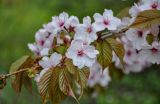 Prunus serrulata. Часть ветви с соцветиями. Москва, ботанический сад МГУ \"Аптекарский огород\", в культуре. 04.05.2021.