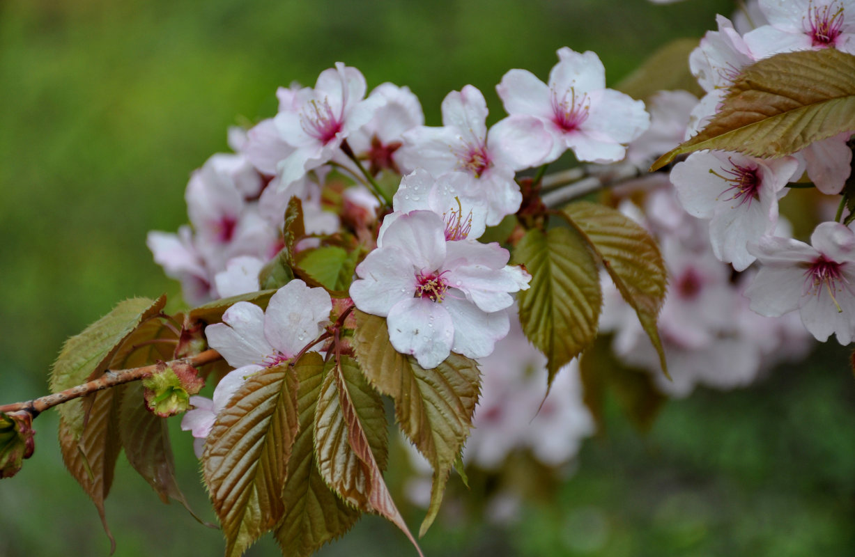 Изображение особи Prunus serrulata.