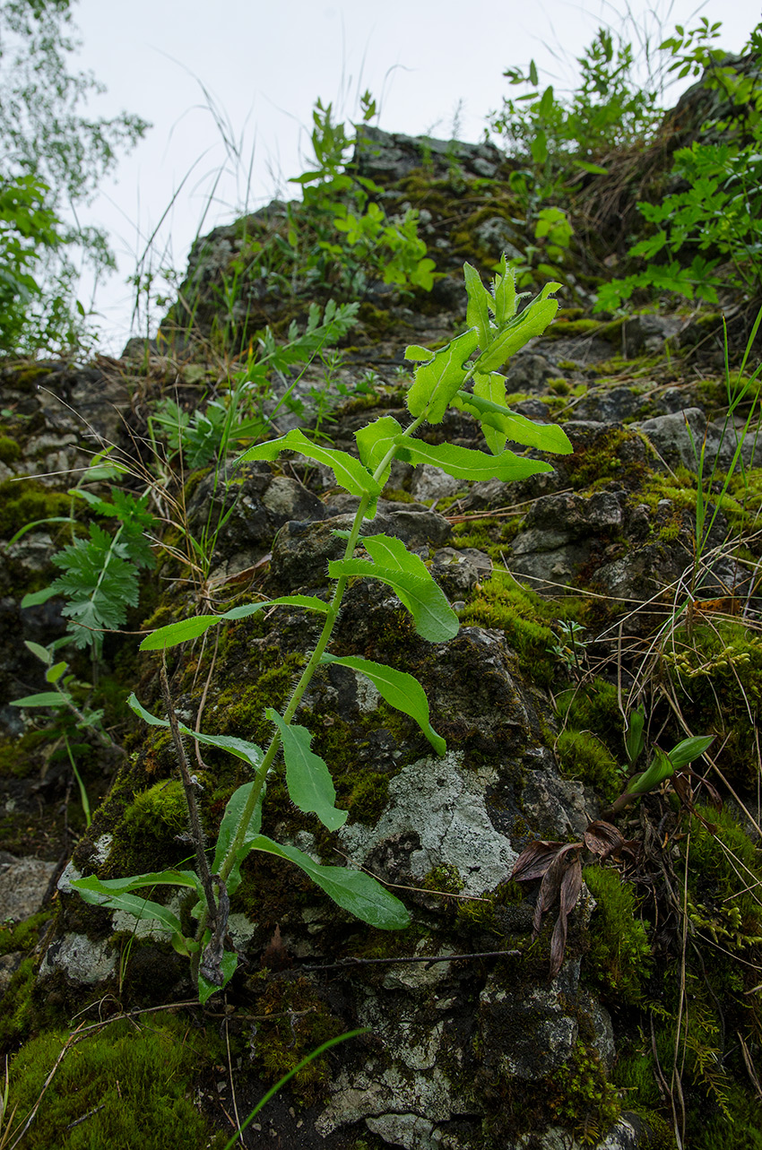 Изображение особи Hieracium virosum.