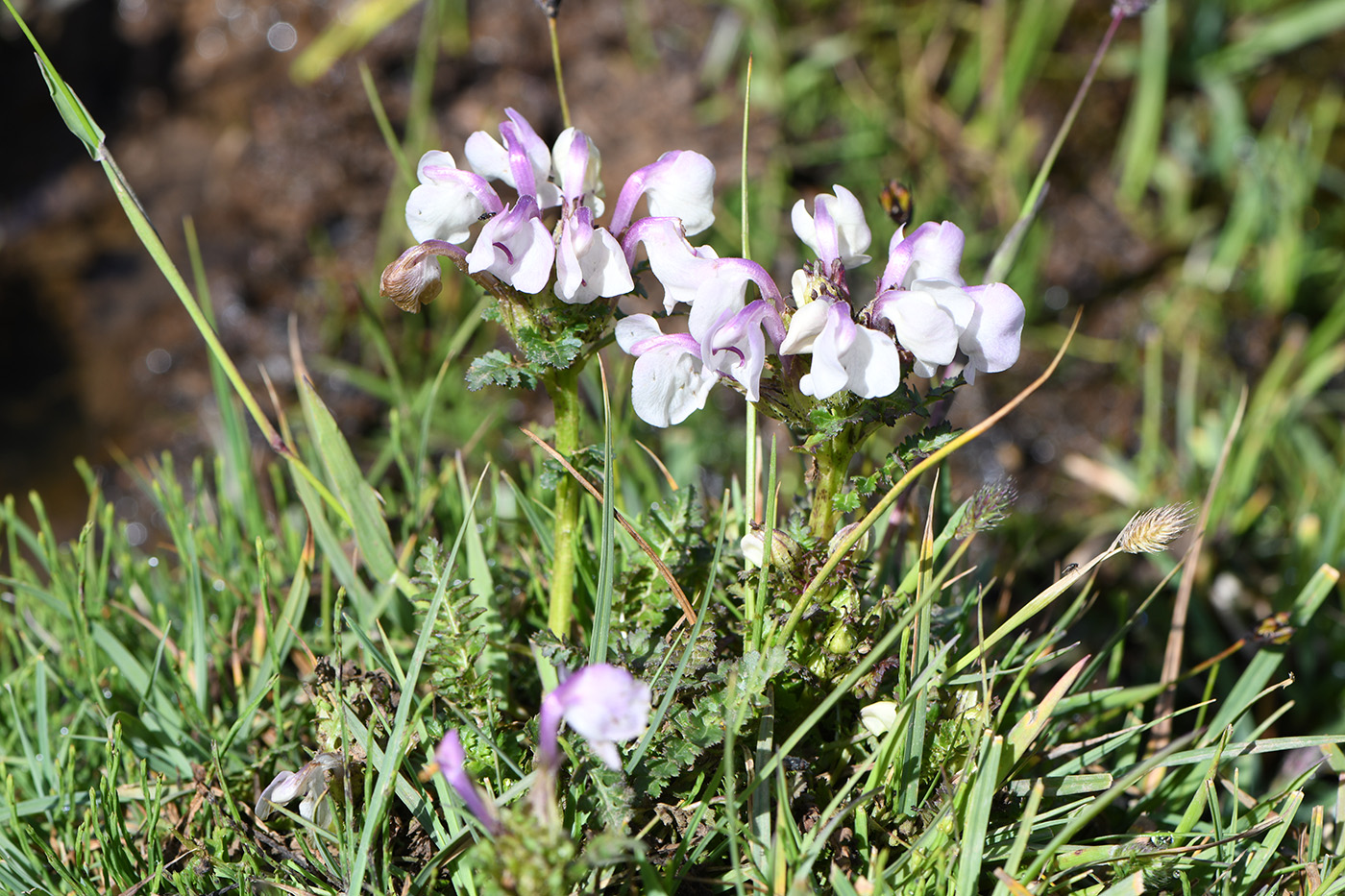 Изображение особи Pedicularis rhinanthoides.