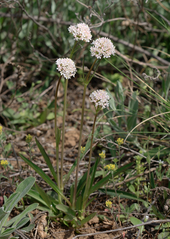 Image of Valeriana tuberosa specimen.