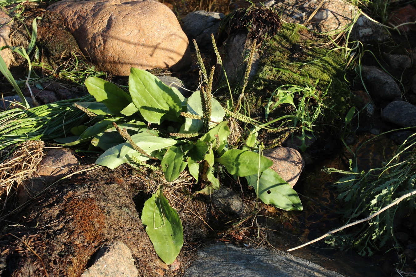 Изображение особи Plantago uliginosa.