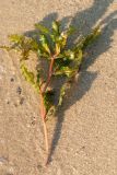 Potamogeton crispus