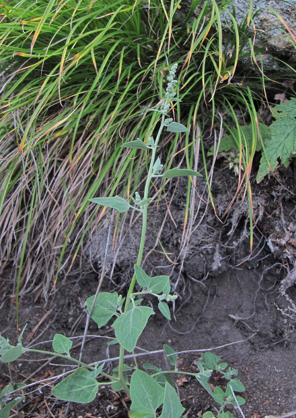 Изображение особи Chenopodium sosnowskyi.