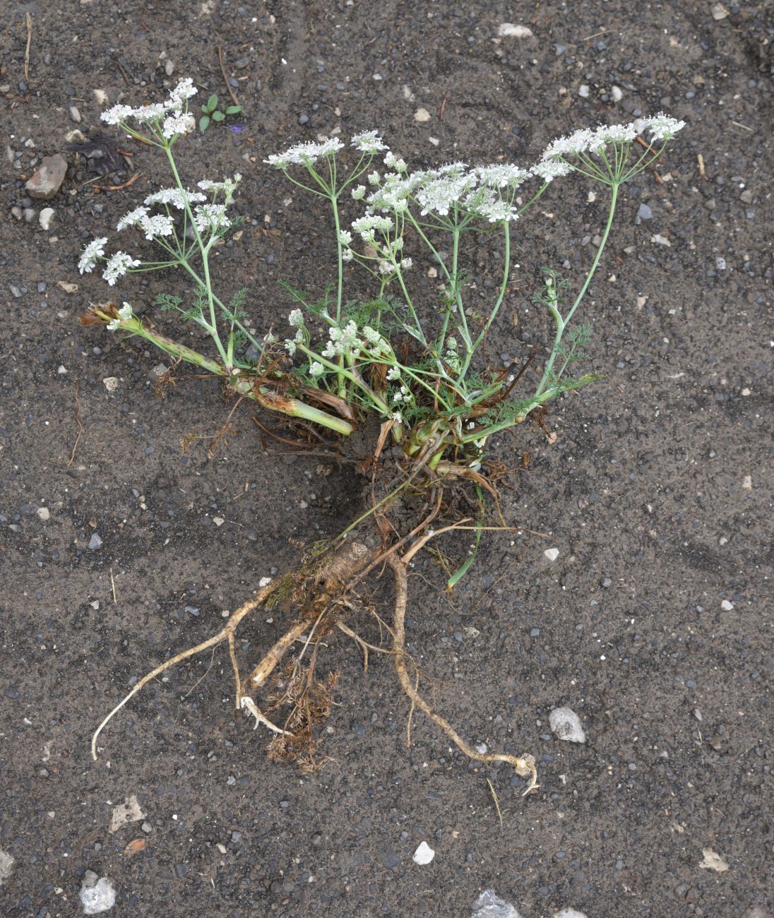 Image of Astrodaucus orientalis specimen.