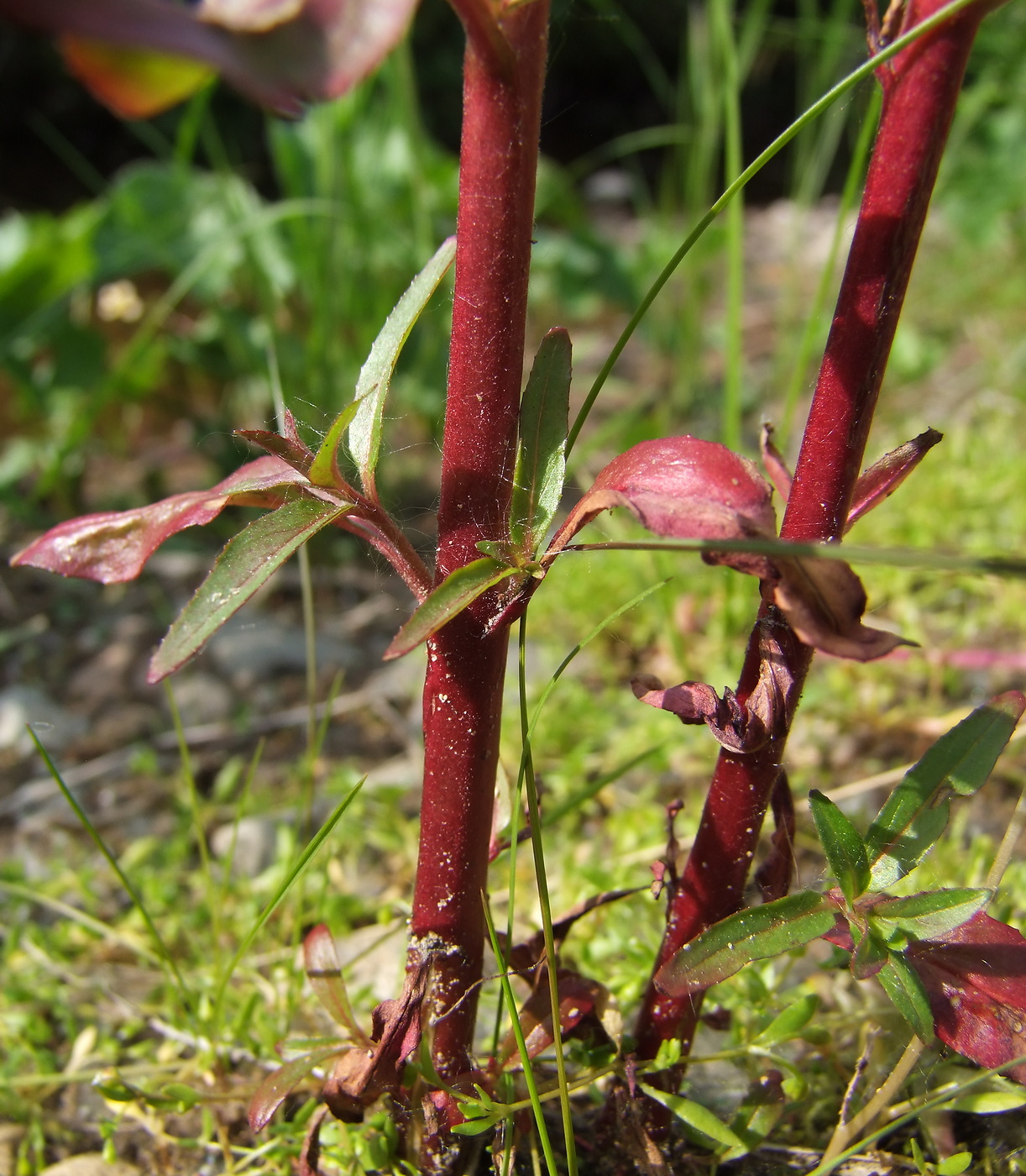 Image of Epilobium glandulosum specimen.