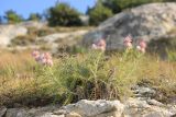 Lamyra echinocephala. Цветущее растение. Крым, окр. г. Бахчисарай, каменистый склон. 20 августа 2015 г.