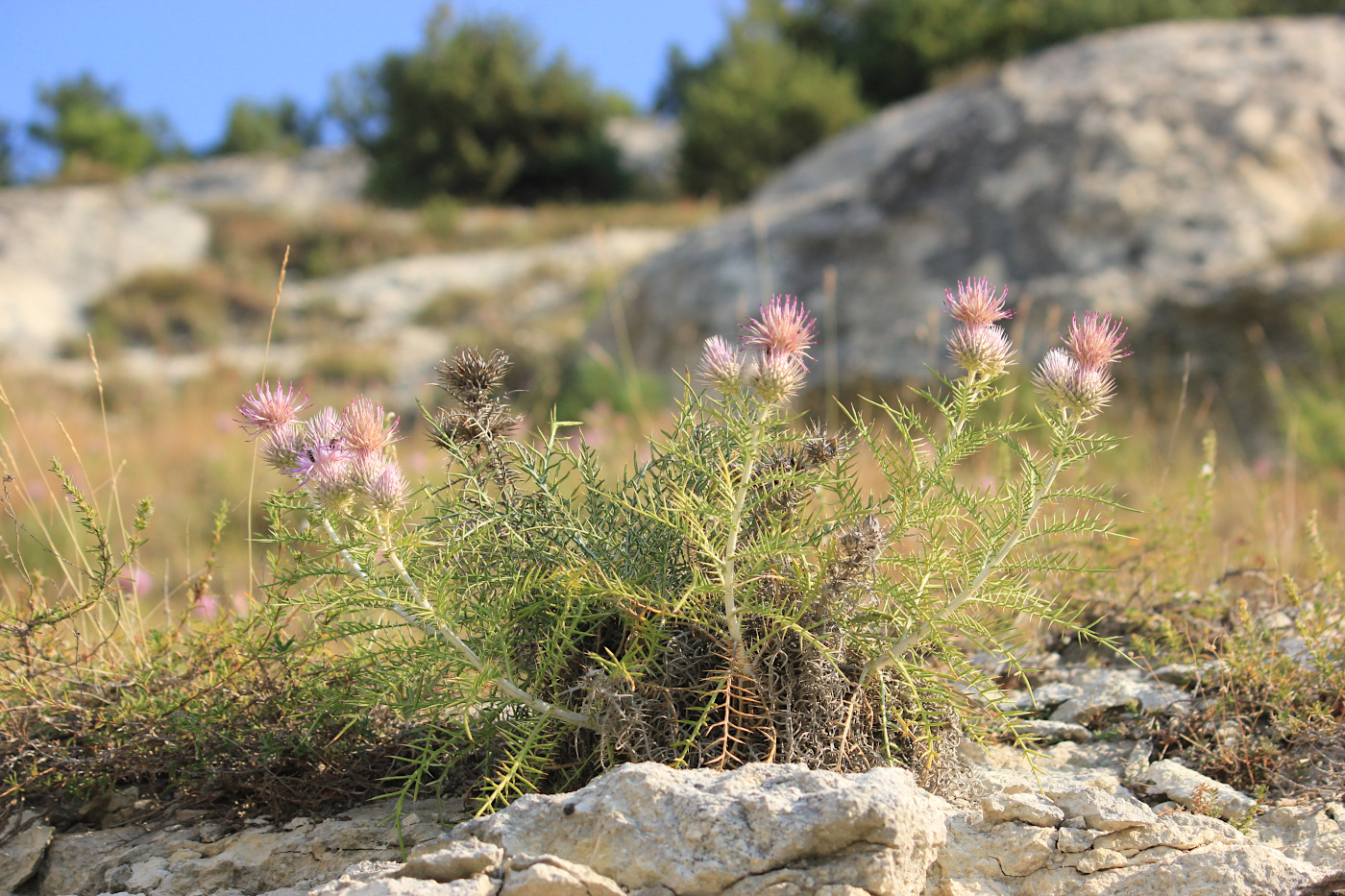 Изображение особи Lamyra echinocephala.