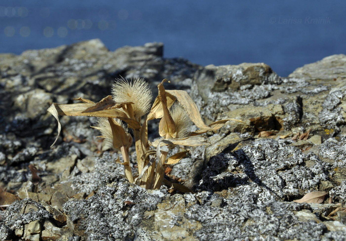 Image of Setaria pachystachys specimen.