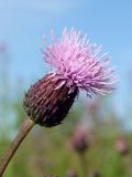 Cirsium setosum. Соцветие. Магаданская обл., Ольский р-н, окр. Ольского шоссе, заброшенное поле. 30.08.2015.