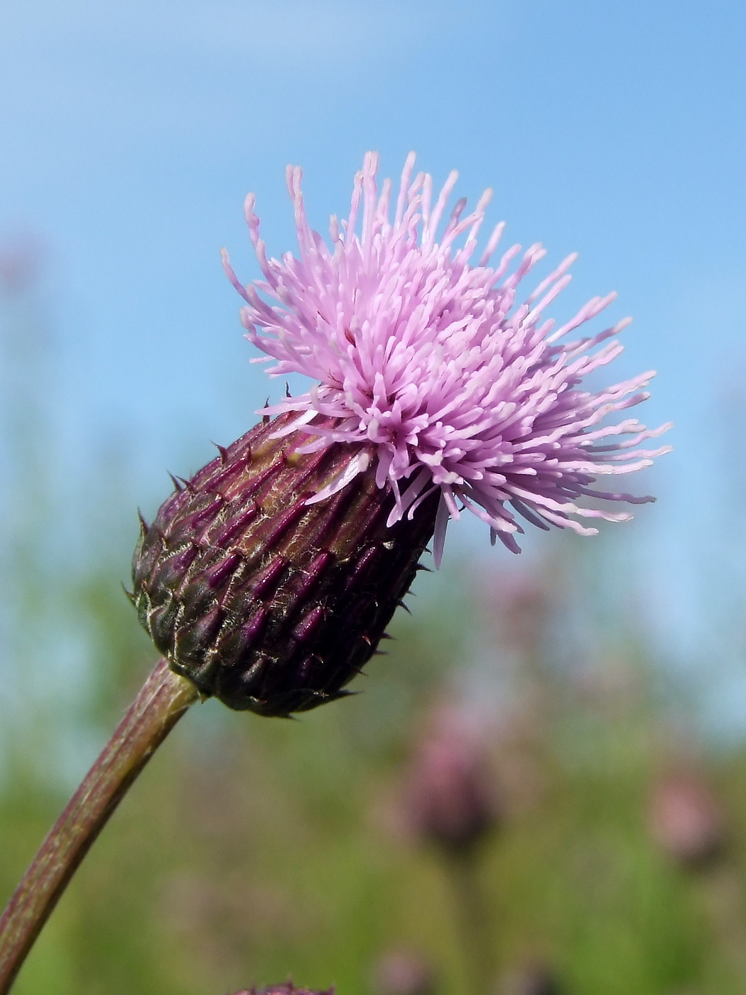 Изображение особи Cirsium setosum.