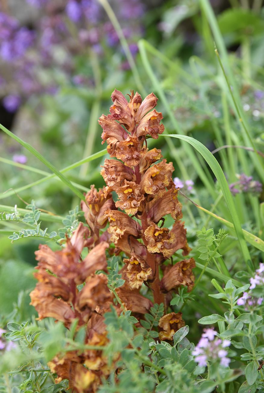 Изображение особи Orobanche alba ssp. xanthostigma.