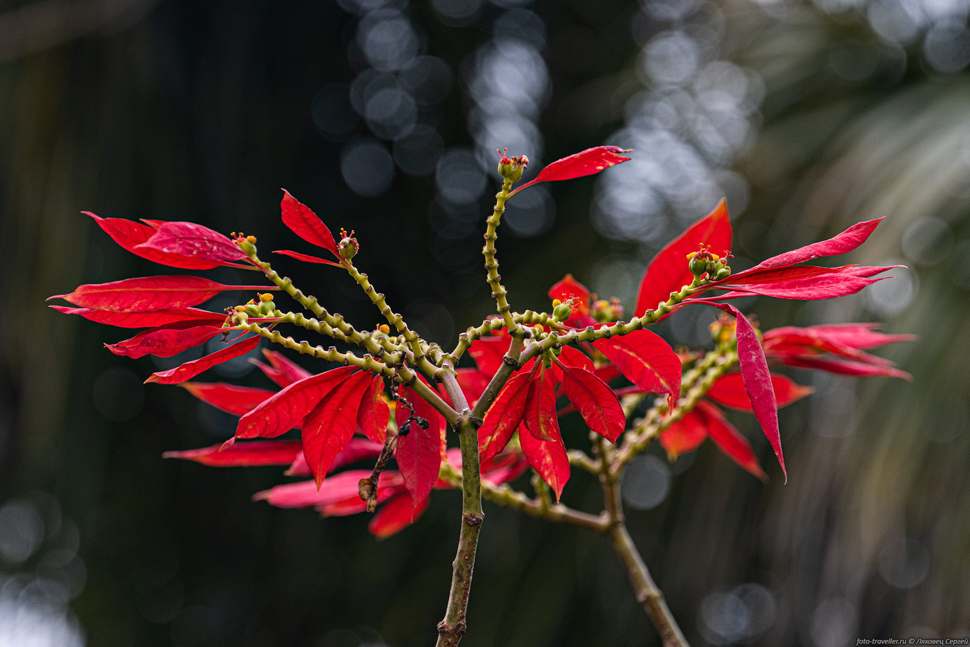 Изображение особи Euphorbia pulcherrima.