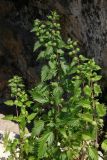 Urtica pilulifera. Плодоносящие растения. Крым, Севастополь, Инкерман, крепость Каламита. 5 июня 2009 г.