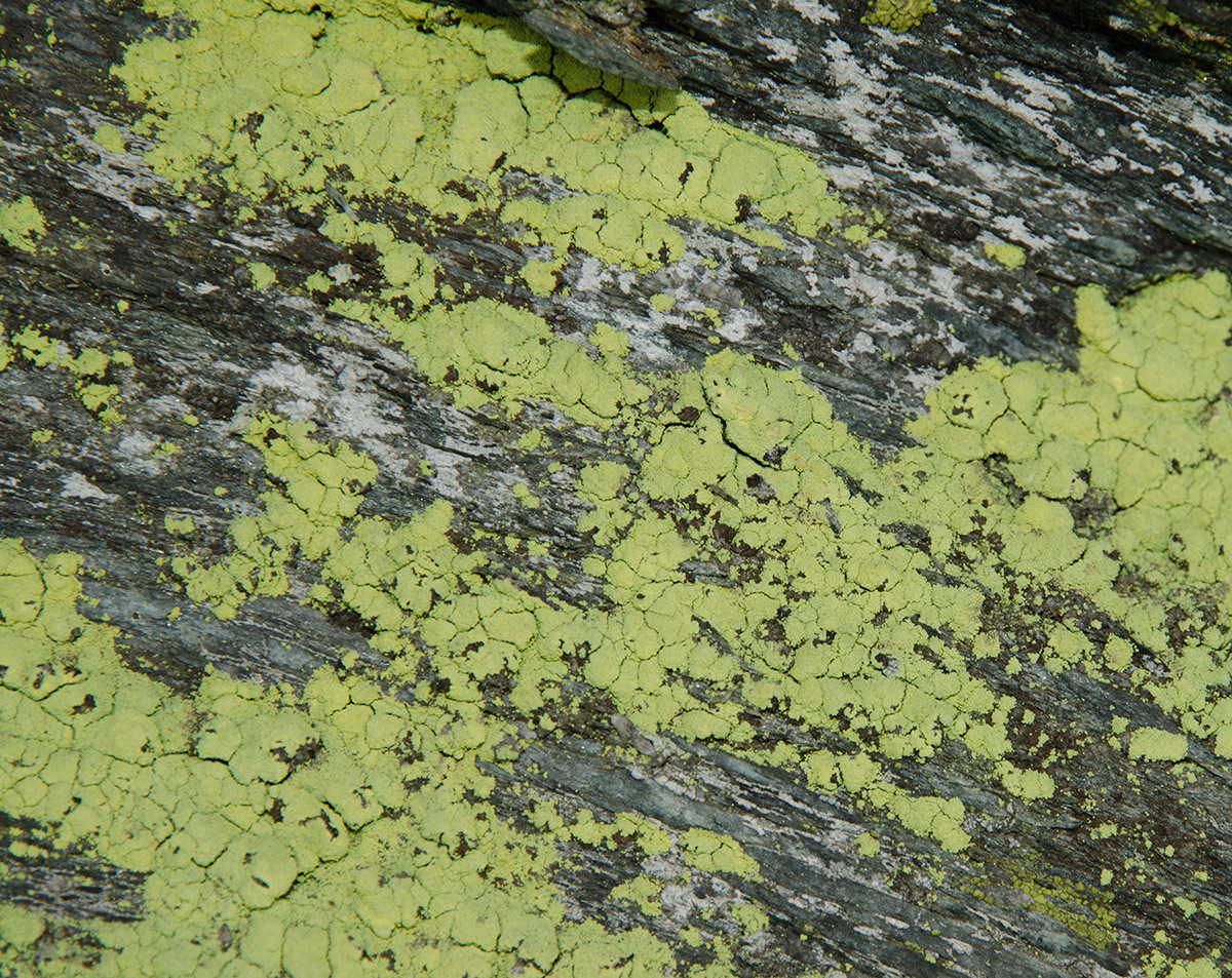 Image of Chrysothrix chlorina specimen.