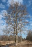 род Populus