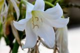 Crinum × powellii. Цветок. Египет, мухафаза Александрия, г. Александрия, в культуре. 02.05.2023.