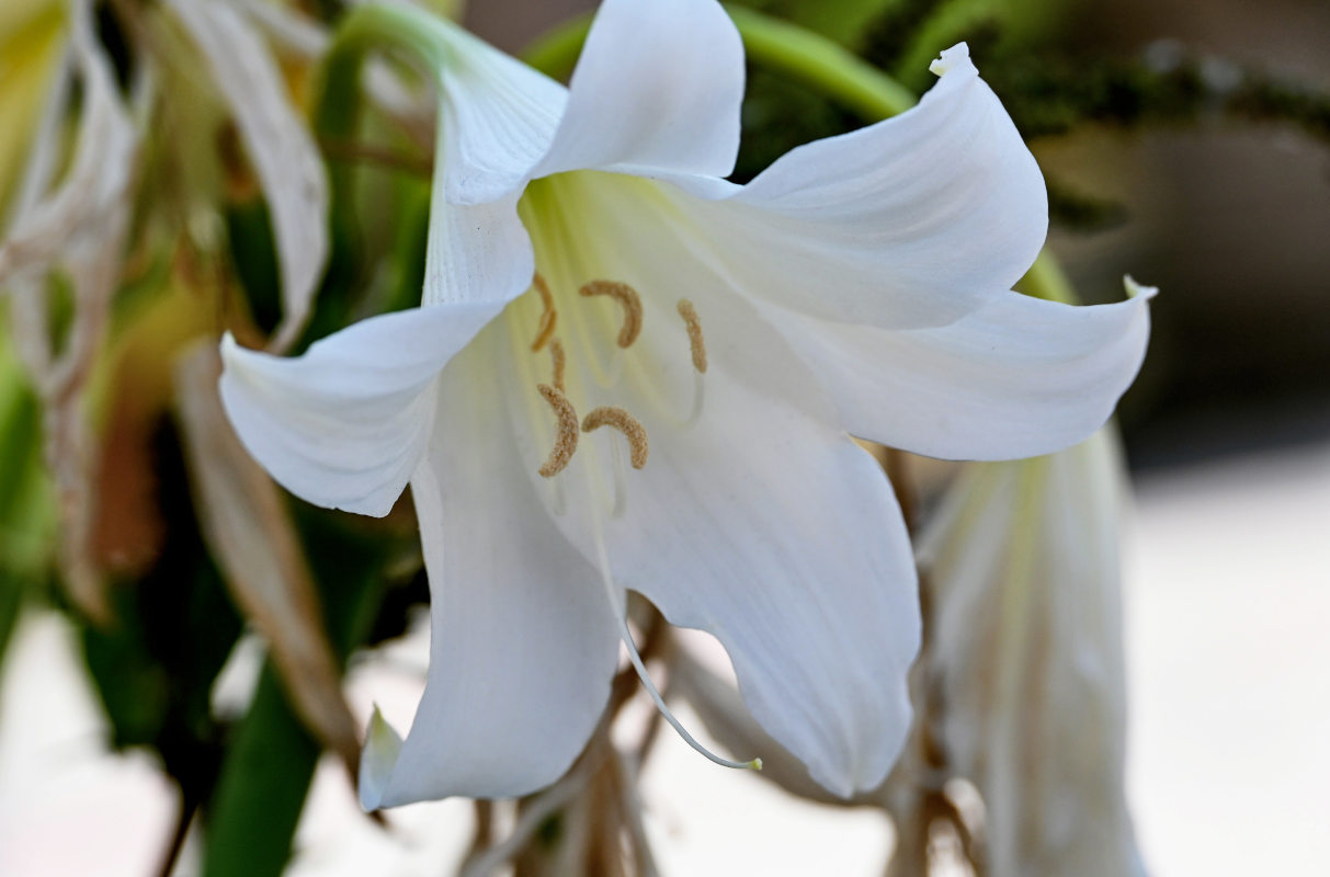 Image of Crinum &times; powellii specimen.