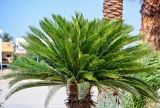 Cycas revoluta. Верхушка вегетирующего растения. Египет, мухафаза Кена, г. Луксор, Карнакский храмовый комплекс, в культуре. 06.05.2023.