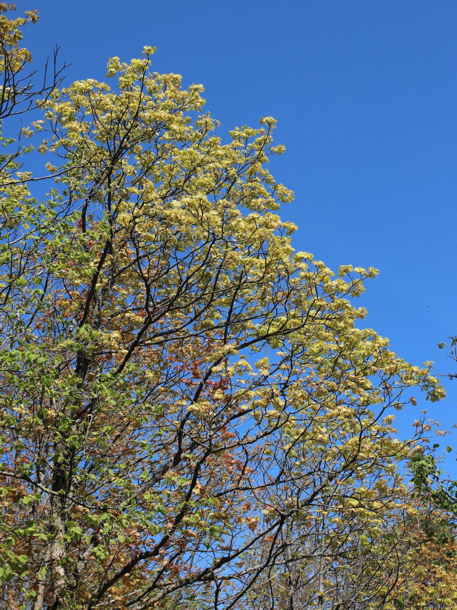 Image of Acer platanoides specimen.