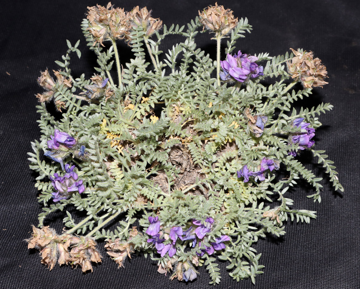 Изображение особи Oxytropis maidantalensis.
