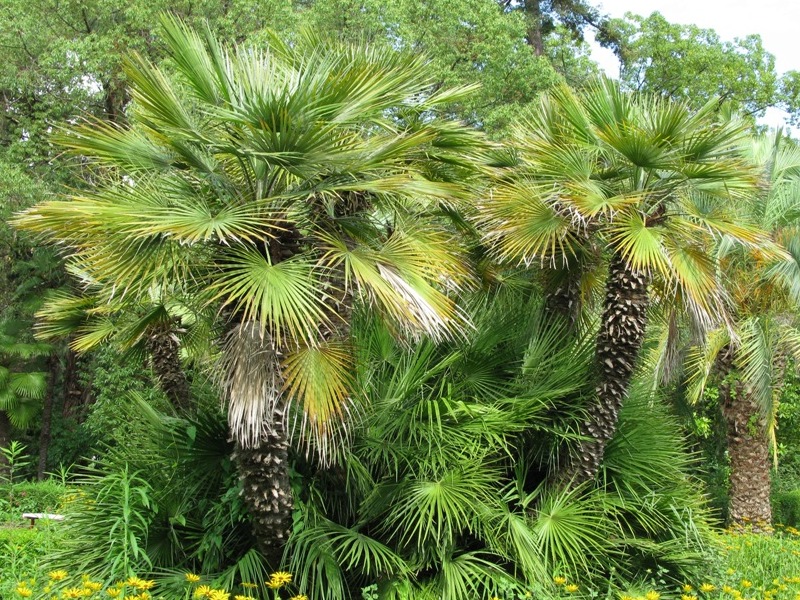 Image of Chamaerops humilis specimen.