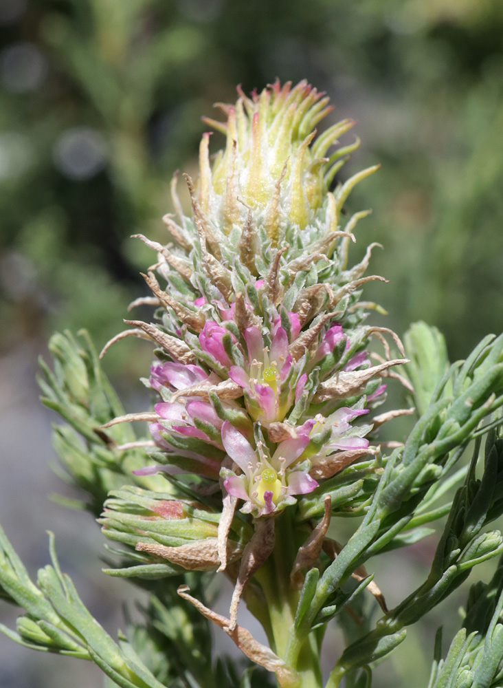 Image of Myricaria bracteata specimen.