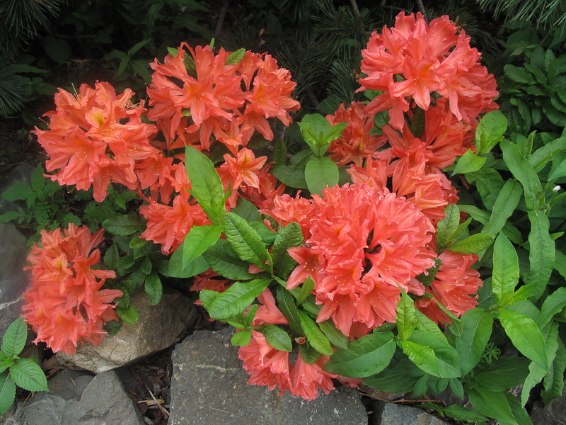 Изображение особи Rhododendron molle ssp. japonicum.