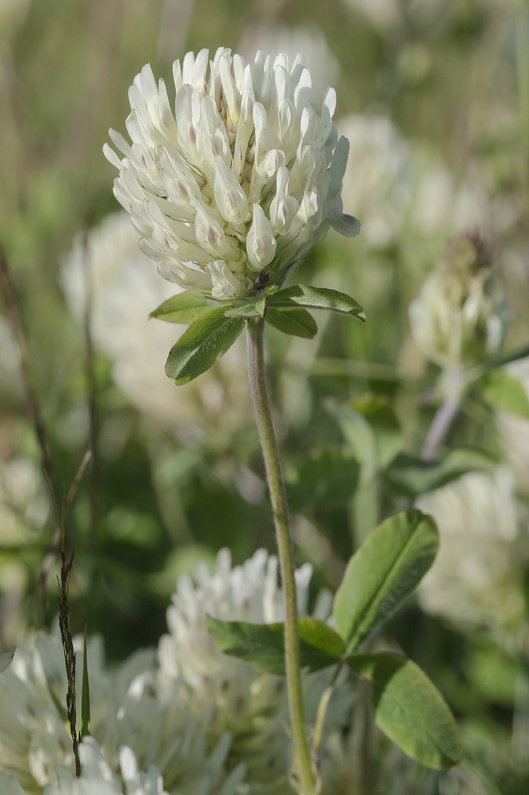 Изображение особи Trifolium canescens.